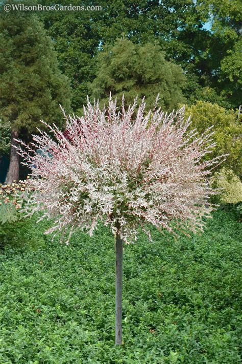 dappled flamingo willow|dappled willow tree facts.